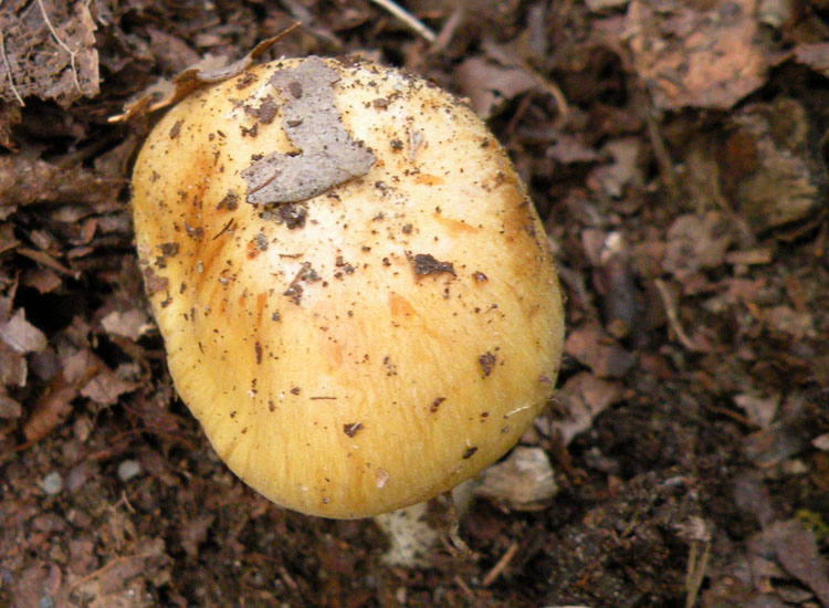 Cortinarius dalle colline reggiane